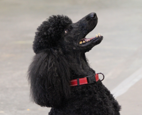NatureMaker poodle