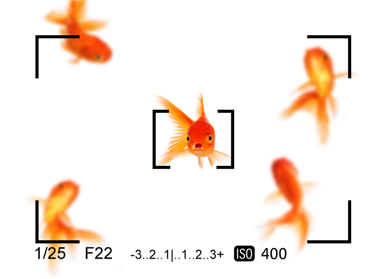 goldfish marketing image